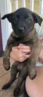 Light pink, a female Belgian Malinois for sale in Dyersville, IA – 1 of 1