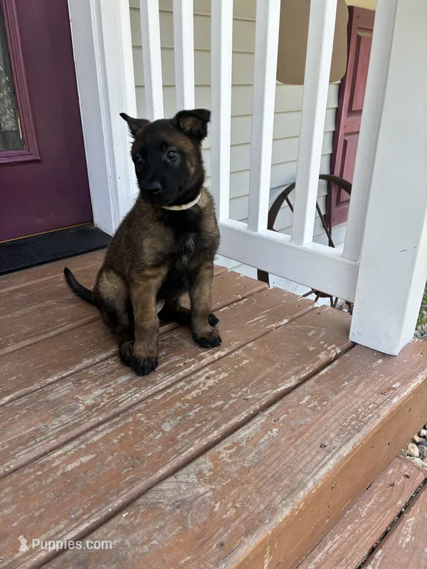 Gray  – Belgian Malinois puppy for sale in Dyersville, IA