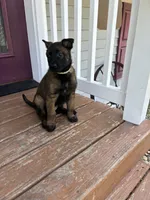 Gray , a female Belgian Malinois for sale in Dyersville, IA – 1 of 1