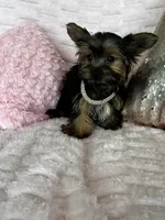 Fendi, a female Yorkshire Terrier for sale in Stillwater, OK – 4 of 5