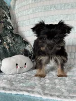 Snuggles, a male Yorkshire Terrier for sale in Stillwater, OK – 5 of 6