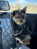 Pippin, a male Yorkshire Terrier for sale in Nichols Hills, OK – Photo 4 of 7