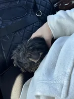 Pippin, a male Yorkshire Terrier for sale in Nichols Hills, OK – Photo 3 of 7