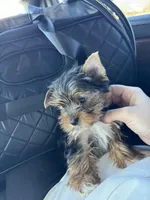 Pippin, a male Yorkshire Terrier for sale in Nichols Hills, OK – Photo 7 of 7