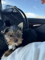 Pippin, a male Yorkshire Terrier for sale in Nichols Hills, OK – Photo 2 of 7