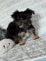 Snuggles, a male Yorkshire Terrier for sale in Stillwater, OK – 6 of 6