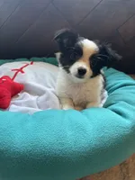Tito, a male Chihuahua for sale in Nichols Hills, OK – 2 of 5