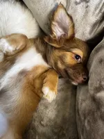 Coco, a female Chihuahua for sale in Stillwater, OK – 4 of 6