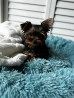 Cosmo, a male Yorkshire Terrier for sale in Colorado Springs, CO – 3 of 5