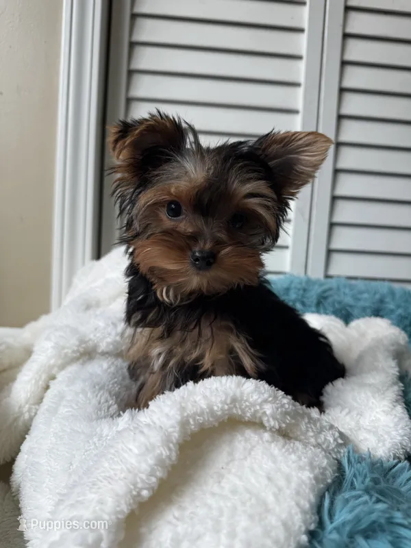 Cosmo – Yorkshire Terrier puppy for sale in Colorado Springs, CO