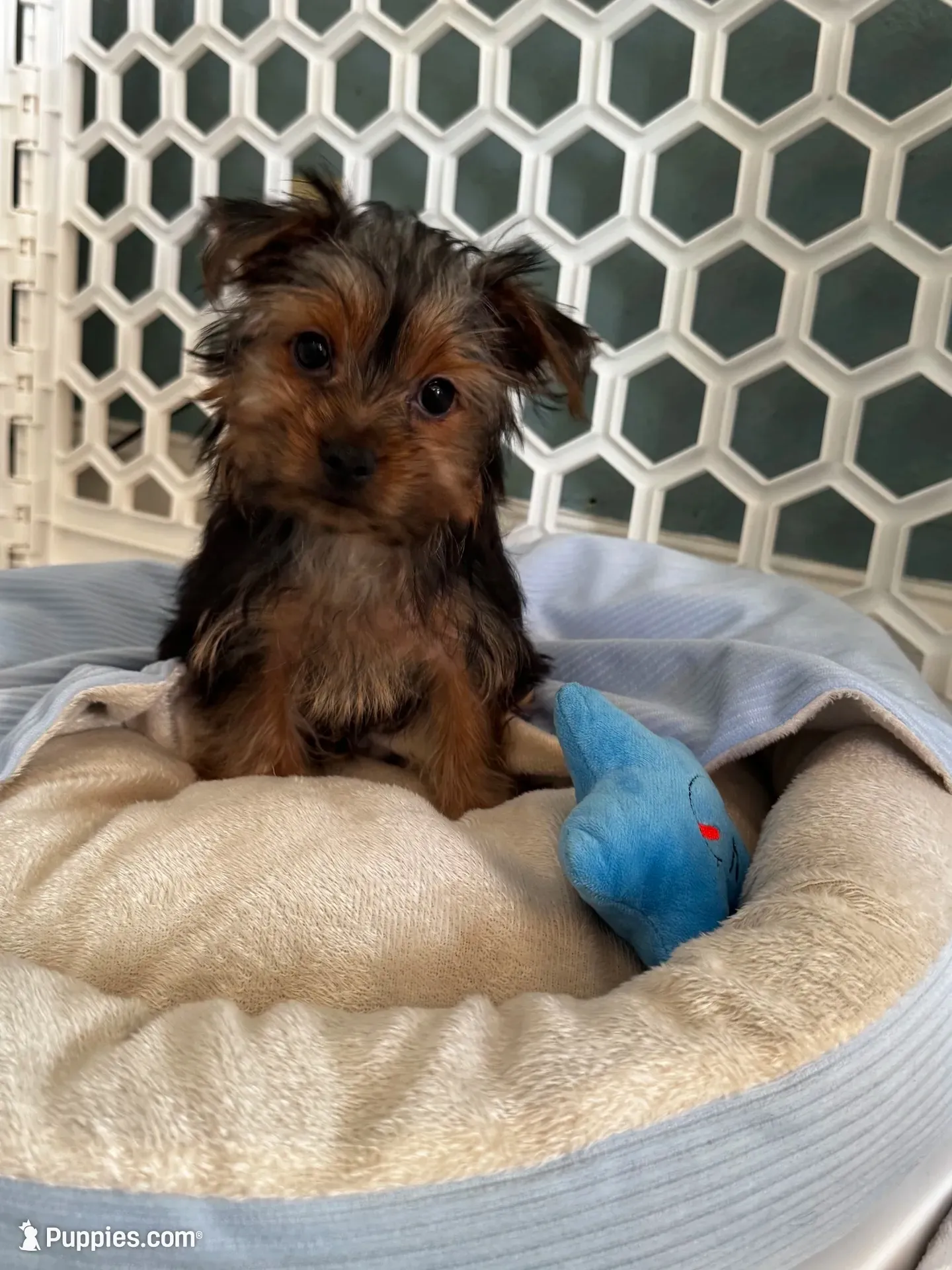 Louie, a male Yorkshire Terrier for sale in Stillwater, OK – 3 of 8