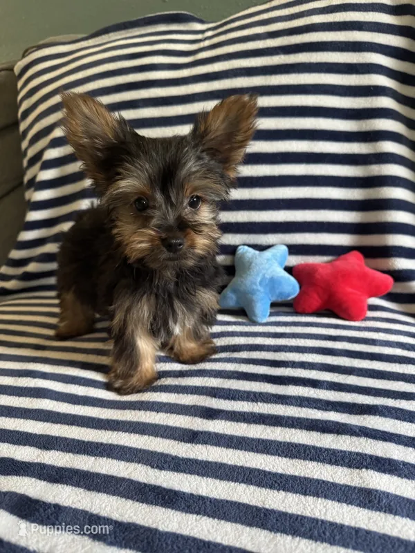 Cosmo – Yorkshire Terrier puppy for sale in Stillwater, OK
