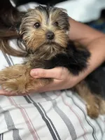 Chance, a male Yorkshire Terrier for sale in Stillwater, OK – 5 of 6
