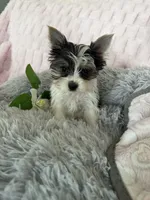 Lacie, a female Yorkshire Terrier for sale in Colorado Springs, CO – 6 of 6