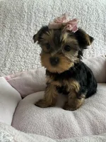Lacie, a female Yorkshire Terrier for sale in Stillwater, OK – 3 of 5