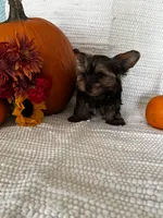 Autumn, a female Yorkshire Terrier for sale in Stillwater, OK – 4 of 5
