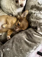 Coco, a female Chihuahua for sale in Stillwater, OK – 2 of 6