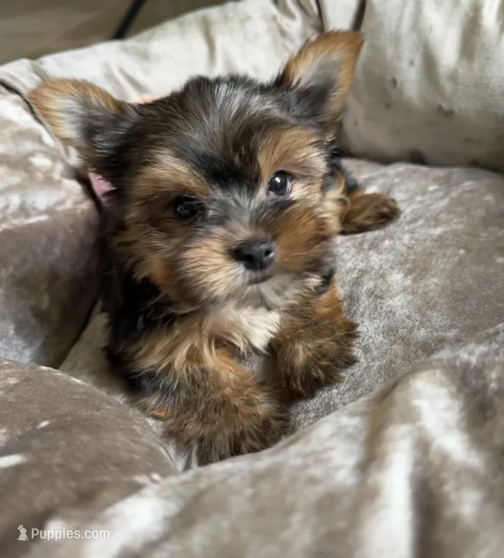 Cosmo – Yorkshire Terrier puppy for sale in Stillwater, OK