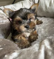Cosmo, a male Yorkshire Terrier for sale in Stillwater, OK – 1 of 6