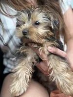 Chance, a male Yorkshire Terrier for sale in Stillwater, OK – 3 of 6