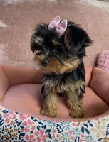 Layney, a female Yorkshire Terrier for sale in Stillwater, OK – 7 of 7