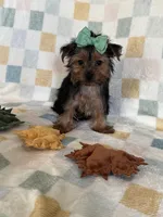 Louie, a male Yorkshire Terrier for sale in Stillwater, OK – 8 of 8