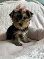 Lacie, a female Yorkshire Terrier for sale in Stillwater, OK – 2 of 5