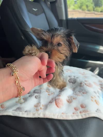 Hancey, a male Yorkshire Terrier for sale in Stillwater, OK – 5 of 5