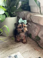 Louie, a male Yorkshire Terrier for sale in Stillwater, OK – 2 of 8