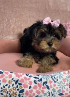Layney, a female Yorkshire Terrier for sale in Stillwater, OK – 4 of 7