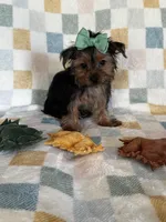 Louie, a male Yorkshire Terrier for sale in Stillwater, OK – 7 of 8