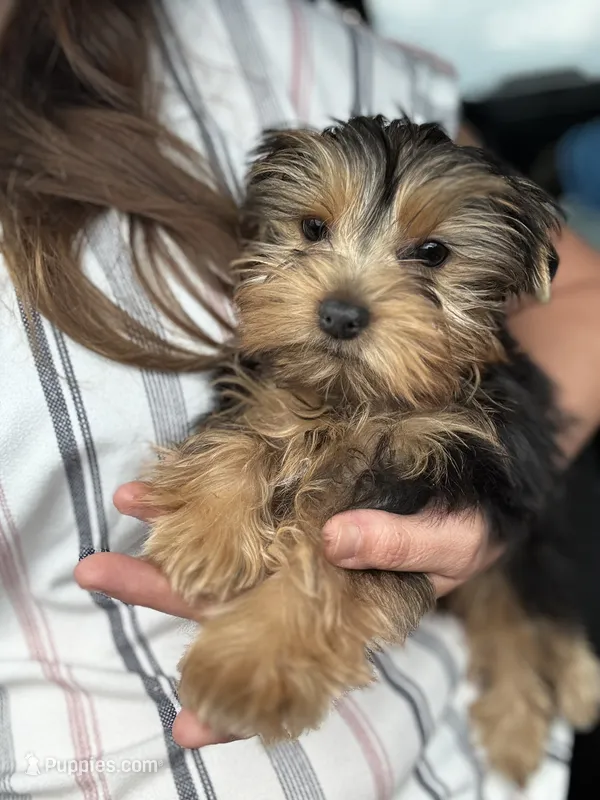 Chance – Yorkshire Terrier puppy for sale in Stillwater, OK