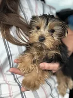 Chance, a male Yorkshire Terrier for sale in Stillwater, OK – 1 of 6