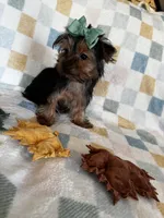 Louie, a male Yorkshire Terrier for sale in Stillwater, OK – 6 of 8