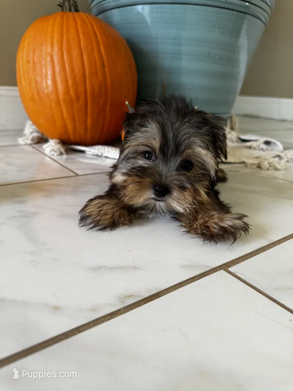 Chance – Yorkshire Terrier puppy for sale in Stillwater, OK