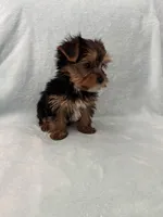 Tobi, a male Yorkshire Terrier for sale in Nichols Hills, OK – Photo 5 of 9