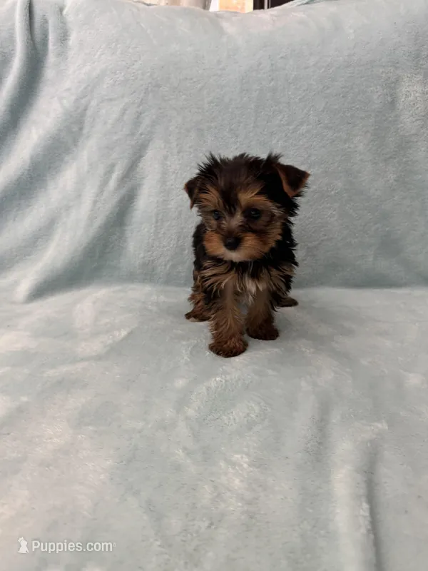 Tobi – Yorkshire Terrier puppy for sale in Nichols Hills, OK