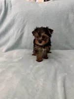 Tobi, a male Yorkshire Terrier for sale in Nichols Hills, OK – Photo 4 of 9
