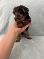 Tobi, a male Yorkshire Terrier for sale in Nichols Hills, OK – Photo 8 of 9