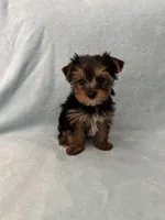 Tobi, a male Yorkshire Terrier for sale in Nichols Hills, OK – Photo 9 of 9