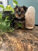 Tobi, a male Yorkshire Terrier for sale in Nichols Hills, OK – Photo 6 of 9
