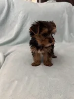 Tobi, a male Yorkshire Terrier for sale in Nichols Hills, OK – Photo 3 of 9