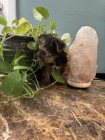 Tobi, a male Yorkshire Terrier for sale in Nichols Hills, OK – Photo 7 of 9