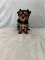 Tobi, a male Yorkshire Terrier for sale in Nichols Hills, OK – Photo 2 of 9