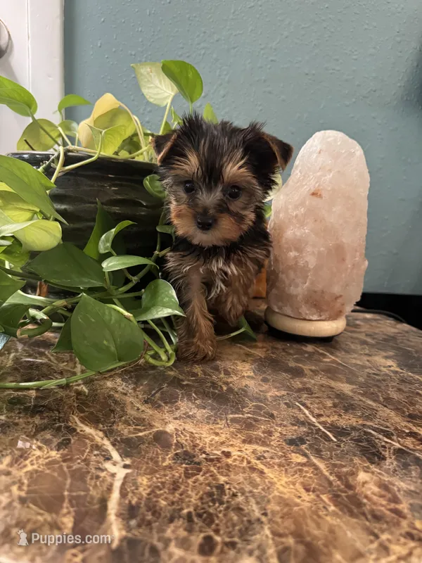 Tobi – Yorkshire Terrier puppy for sale in Nichols Hills, OK