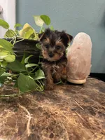 Tobi, a male Yorkshire Terrier for sale in Nichols Hills, OK – Photo 1 of 9