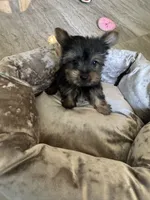 Cosmo, a male Yorkshire Terrier for sale in Stillwater, OK – 5 of 6