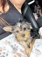 Hancey, a male Yorkshire Terrier for sale in Stillwater, OK – 4 of 5