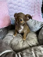 Coco, a female Chihuahua for sale in Stillwater, OK – 6 of 6