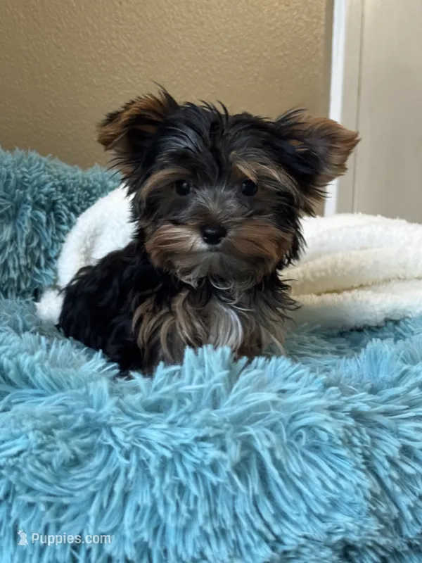 Cosmo – Yorkshire Terrier puppy on hold in Stillwater, OK